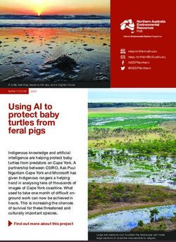 Using AI to protect baby turtles from feral pigs - Northern ...