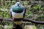 Kārearea - Connecting With Our Seas - Forest and Bird