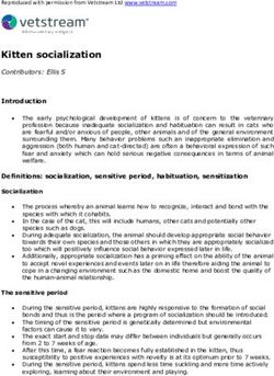 Kitten socialization - International Cat Care