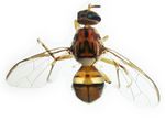 PEST ALERT Florida Department of Agriculture and Consumer Services Division of Plant Industry - Florida Department of ...