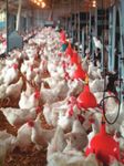 NATIONAL ANIMAL WELFARE STANDARDS CHICKEN MEAT INDUSTRY - FOR THE The Standards