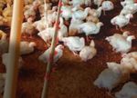 NATIONAL ANIMAL WELFARE STANDARDS CHICKEN MEAT INDUSTRY - FOR THE The Standards