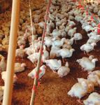 NATIONAL ANIMAL WELFARE STANDARDS CHICKEN MEAT INDUSTRY - FOR THE The Standards