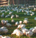 NATIONAL ANIMAL WELFARE STANDARDS CHICKEN MEAT INDUSTRY - FOR THE The Standards