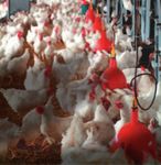 NATIONAL ANIMAL WELFARE STANDARDS CHICKEN MEAT INDUSTRY - FOR THE The Standards