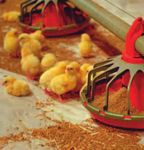 NATIONAL ANIMAL WELFARE STANDARDS CHICKEN MEAT INDUSTRY - FOR THE The Standards
