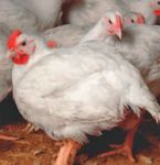 NATIONAL ANIMAL WELFARE STANDARDS CHICKEN MEAT INDUSTRY - FOR THE The Standards