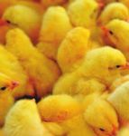 NATIONAL ANIMAL WELFARE STANDARDS CHICKEN MEAT INDUSTRY - FOR THE The Standards