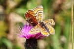 Dartmoor Delivery Plan for Marsh Fritillary and Narrow-Bordered Bee Hawkmoth - Dartmoor National Park