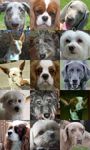 BalaGAN: Cross-Modal Image Translation Between Imbalanced Domains