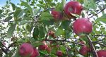 2021 Commodity Profiles - Prepared by: Agriculture Industry Development Section, PEI Department of Agriculture and Land - Government of Prince ...