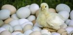 2021 Commodity Profiles - Prepared by: Agriculture Industry Development Section, PEI Department of Agriculture and Land - Government of Prince ...