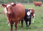 2021 Commodity Profiles - Prepared by: Agriculture Industry Development Section, PEI Department of Agriculture and Land - Government of Prince ...