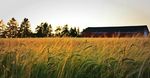 2021 Commodity Profiles - Prepared by: Agriculture Industry Development Section, PEI Department of Agriculture and Land - Government of Prince ...