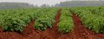 2021 Commodity Profiles - Prepared by: Agriculture Industry Development Section, PEI Department of Agriculture and Land - Government of Prince ...