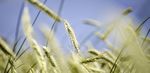2021 Commodity Profiles - Prepared by: Agriculture Industry Development Section, PEI Department of Agriculture and Land - Government of Prince ...