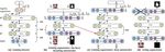 Hierarchical Face Parsing via Deep Learning