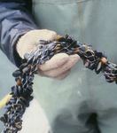 CVER Biennial Report 2019 2020 - CVER Biennial Report 2019 2020 - Centre for Veterinary ...