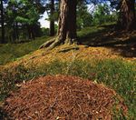 Woodland Biodiversity - A summary of research outputs from the Scottish Government's "Environment - Land Use and Rural Stewardship" research programme