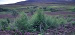 Woodland Biodiversity - A summary of research outputs from the Scottish Government's "Environment - Land Use and Rural Stewardship" research programme