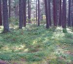 Woodland Biodiversity - A summary of research outputs from the Scottish Government's "Environment - Land Use and Rural Stewardship" research programme