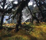 Woodland Biodiversity - A summary of research outputs from the Scottish Government's "Environment - Land Use and Rural Stewardship" research programme