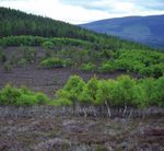 Woodland Biodiversity - A summary of research outputs from the Scottish Government's "Environment - Land Use and Rural Stewardship" research programme