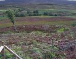 Woodland Biodiversity - A summary of research outputs from the Scottish Government's "Environment - Land Use and Rural Stewardship" research programme