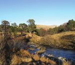 Woodland Biodiversity - A summary of research outputs from the Scottish Government's "Environment - Land Use and Rural Stewardship" research programme