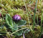 Woodland Biodiversity - A summary of research outputs from the Scottish Government's "Environment - Land Use and Rural Stewardship" research programme