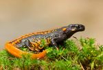 Conservation matters: CITES and new herp listings - US Fish ...