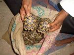 Conservation matters: CITES and new herp listings - US Fish ...