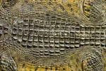 Conservation matters: CITES and new herp listings - US Fish ...
