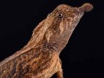 Conservation matters: CITES and new herp listings - US Fish ...