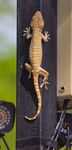 Conservation matters: CITES and new herp listings - US Fish ...