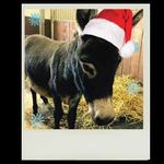 Festive Events 2018 - The Hotel