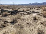 BIOLOGICAL RESOURCES REPORT - FOCUSED SURVEY FOR AGASSIZ'S DESERT TORTOISE, HABITAT ASSESSMENTS FOR BURROWING OWL & MOHAVE GROUND SQUIRREL ...
