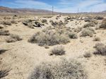 BIOLOGICAL RESOURCES REPORT - FOCUSED SURVEY FOR AGASSIZ'S DESERT TORTOISE, HABITAT ASSESSMENTS FOR BURROWING OWL & MOHAVE GROUND SQUIRREL ...