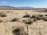 BIOLOGICAL RESOURCES REPORT - FOCUSED SURVEY FOR AGASSIZ'S DESERT TORTOISE, HABITAT ASSESSMENTS FOR BURROWING OWL & MOHAVE GROUND SQUIRREL ...