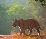 INDIAN TIGERS 2020 8TH JAN TO 19TH JAN 22ND JAN TO 2ND FEB £2995.00 PER PERSON JOIN NATIONAL GEOGRAPHIC MAGAZINE PHOTOGRAPHER ANDY PARKINSON FOR ...