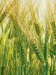2018 Wheat variety sowing guide for Western Australia - Department of