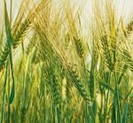 2018 Wheat variety sowing guide for Western Australia - Department of