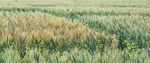 2018 Wheat variety sowing guide for Western Australia - Department of