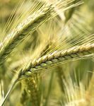 2018 Wheat variety sowing guide for Western Australia - Department of