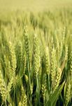 2018 Wheat variety sowing guide for Western Australia - Department of