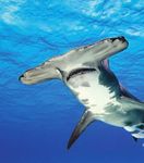 Global Progress on Shark, Ray CITES Listings