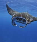 Global Progress on Shark, Ray CITES Listings