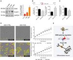 EWS splicing regulation contributes to balancing Foxp1isoforms required for neuronal differentiation