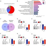 EWS splicing regulation contributes to balancing Foxp1isoforms required for neuronal differentiation