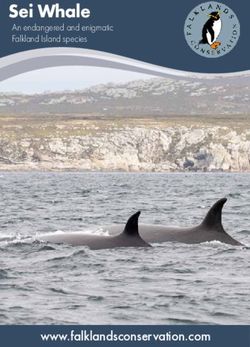 Sei Whale - www.falklandsconservation.com - Falklands Conservation